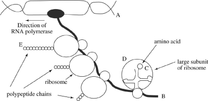 The accompanying drawing represents simultaneous transcription and translation in E.coli.The direction of the RNA polymerase is given by the arrow. (a) Is the letter A nearer the 5′ or the 3′ end of the molecule? (b) Is the letter B nearer the 5′ or the 3′' end of the molecule? (c) Is the letter C nearer the 5′ or the 3′' end of the tRNA molecule? (d) What is the S value for the large rRNA that is closest to the letter D? (e) Which terminus (N orC)of the growing polypeptide chain is nearer to the letter E?
