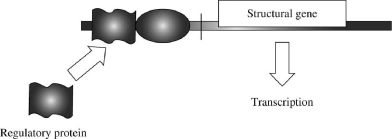 In the accompanying diagram,what type of control,positive or negative,is operating?