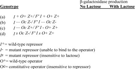 The accompanying table lists several genotypes associated with the lac operon in E.coli.For each,indicate with a + or a - whether β-galactosidase would be expected to be produced at induced levels.