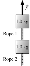 <strong>The figure shows two 1.0 kg-blocks connected by a rope. A second rope hangs beneath the lower block. Both ropes have a mass of 250 g. The entire assembly is accelerated upward at 2.3 m/s<sup>2</sup> by force . What is the tension at the top end of rope 1? </strong> A) 18 N B) 15 N C) 2.9 N D) 3.5 N