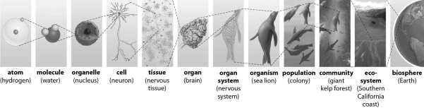 Refer to the figure below, and then answer the question that follows. Which level of organization is the most inclusive? Which is the least inclusive?