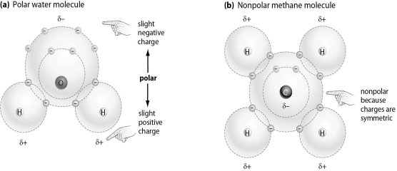 <strong>Refer to the figure below, and then answer the question that follows.   Which of the following molecules is most likely to bind to an ion,and why?</strong> A)Molecule A, because it has electrical charges that will attract an ion B)Molecule B, because it has four hydrogen atoms on the exterior of the molecule C)Molecule A, because any molecule with oxygen is able to bind to an ion D)Molecule B, because it has a carbon at in the center of the molecule <div style=padding-top: 35px> 