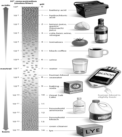 <strong>Refer to the figure below, and then answer the question that follows.   You are working in a chemistry lab,and your lab partner knocks over a beaker of hydrochloric acid.You alert your laboratory instructor,and he immediately pours another solution over the spill to neutralize the acid.Using the figure as a guide,what did your instructor pour onto the acid to neutralize it?</strong> A)water B)baking soda C)lemon juice D)coffee <div style=padding-top: 35px> 