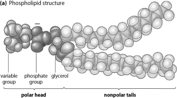Refer to the figure below, and then answer the question that follows.   Phospholipids can be made to mix with water if mixed vigorously enough.Predict what kind of structure would be produced based on the chemical characteristics of phospholipids if they are mixed vigorously with water.If water exists outside a cell and water exists inside a cell,propose a way that phospholipids can be used to create a cell membrane.<div style=padding-top: 35px> 