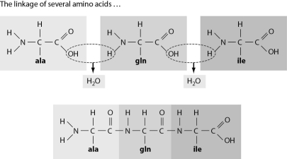 Refer to the figure below, and then answer the question that follows.   Explain why you will always find an amino group at one end of a polypeptide chain and a carboxyl group at the other end.<div style=padding-top: 35px> 