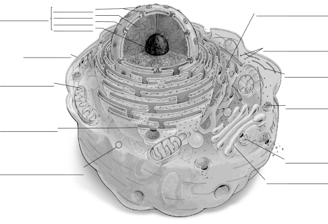 Label the parts of the animal cell.  <div style=padding-top: 35px> 