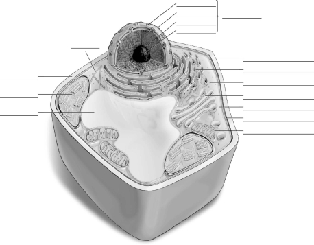 Label the parts of the plant cell.  <div style=padding-top: 35px> 