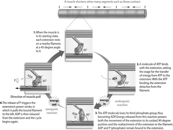 Refer to the figure below, and then answer the question that follows. You have a job as an assistant in a morgue.You are startled (almost to death)when a corpse that recently came in suddenly sits up and remains very stiff.This muscle contraction and stiffness in a dead body is known as rigor mortis.Using your knowledge of the ADP/ATP cycle and its role in muscle contraction,explain why rigor mortis occurs.