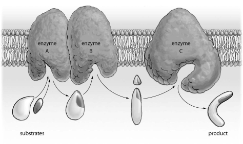<strong>Refer to the figure below, and then answer the question that follows. The figure above represents:</strong> A)a metabolic pathway. B)lowering activation energy. C)competitive inhibition. D)allosteric regulation.