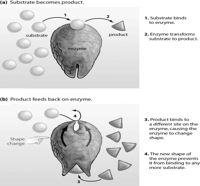 <strong>Refer to the figure below, and then answer the question that follows. The figure above represents allosteric inhibition.Based on the figure,what could be done to allow the enzyme to function again?</strong> A)add more enzyme B)add more substrate C)remove some of the product D)remove some of the substrate
