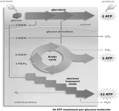 <strong>Refer to the figure below, and then answer the question that follows. Which stage or stages of aerobic respiration require both NAD⁺ and ADP as reactants?</strong> A)glycolysis B)the Krebs cycle C)the electron transport chain D)the Krebs cycle and the electron transport chain E)glycolysis and the Krebs cycle