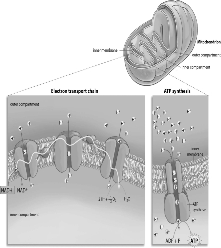 <strong>Refer to the figure below, and then answer the question that follows. As electrons move through the electron transport chain,which of the following occurs?</strong> A)Electrons are pumped from the inner compartment of the mitochondrion to the outer compartment of the mitochondrion. B)Hydrogen ions move down their concentration gradient from the inner compartment of the mitochondrion to the outer compartment of the mitochondrion. C)Energy from ATP is used to pump hydrogen ions across the inner membrane of the mitochondrion. D)ATP is synthesized from ADP and P as hydrogen ions flow down the electron transport chain. E)Hydrogen ions are pumped from the inner compartment of the mitochondrion to the outer compartment of the mitochondrion.