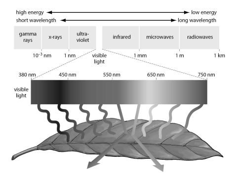 <strong>Refer to the figure below, and then answer the question that follows. Which wavelength of light is most likely to be used by plants for photosynthesis?</strong> A)1 nm B)200 nm C)450 nm D)550 nm E)900 nm