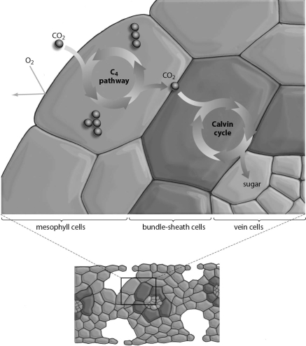<strong>Refer to the figure below, and then answer the question that follows. In C₄ plants,bundle sheath cells are used to:</strong> A)fix CO₂. B)store CO₂. C)increase photorespiration D)transport excess sugars.