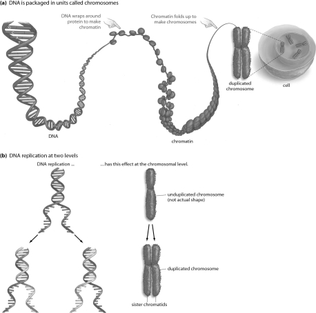 Refer to the figure below, and then answer the question that follows. What is the advantage of chromatin coiling and condensing into tight structures before mitosis?