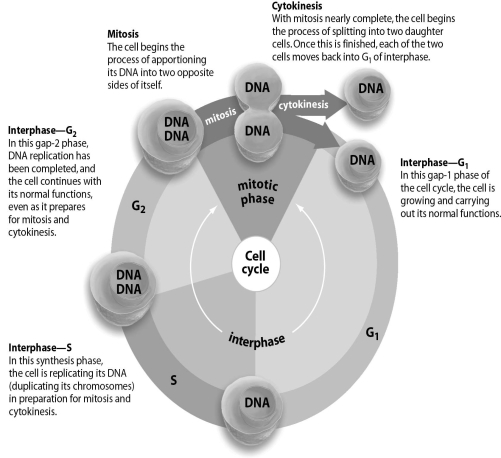Refer to the figure below, and then answer the question that follows. A cell that no longer needs to divide will remain in G₀ phase.But if an injury occurs to an organ,signals will tell the cell to return to the cell cycle to replace lost or damaged cells.To which point in the cycle will the cell return,and which phase would it enter next?