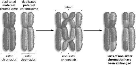 <strong>Refer to the figure below, and then answer the question that follows. If crossing over occurs as shown in the figure above,which of the following is true?</strong> A)Sister chromatids exchange genetic material during crossing over. B)The result of crossing over is four genetically identical chromatids. C)The result of crossing over is four genetically different chromatids. D)The resulting chromatids all have a combination of maternal and paternal genetic material. E)The resulting chromatids either have only maternal genetic material or paternal genetic material.