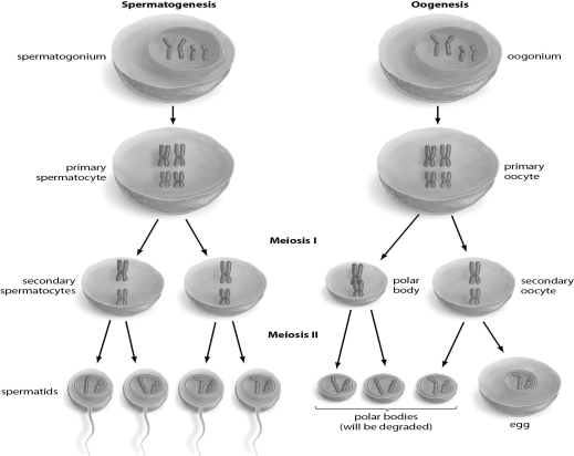 <strong>Refer to the figure below, and then answer the question that follows. A difference between spermatogenesis and oogenesis is:</strong> A)sperm are produced after meiosis II, but an egg is produced after meiosis I. B)spermatids all have the same amount of genetic material, but polar bodies have less genetic material then the egg. C)meiosis produces four sperm but only one egg. D)sperm are haploid, but eggs are diploid. E)a primary oocyte has more genetic material than a primary spermatocyte.