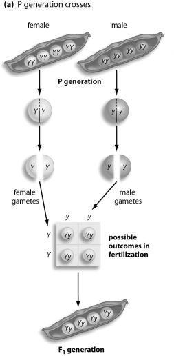 <strong>Refer to the figure below, and then answer the question that follows.   In his basic experiments,Mendel began with true-breeding parental (P)plants.What results did he see when he cross-fertilized P generation plants that had different traits?</strong> A)The F₁ plants had new traits that were a blend of P traits. B)All F₁ plants had the trait of one or the other P plant. C)The F₁ plants had an entirely new trait, not seen in either P plant. D)The F₁ plants showed a combination of the two P traits in a 1:1 ratio. E)The F₁ plants showed a combination of the two P traits, in a 3:1 ratio. <div style=padding-top: 35px> 