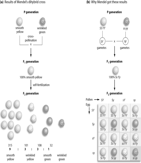 <strong>Refer to the figure below, and then answer the question that follows.   In a dihybrid cross,if heterozygotes are crossed,what fraction of the offspring is expected to have both the dominant phenotypes?</strong> A)1/16 B)1/3 C)2/3 D)3/16 E)9/16 <div style=padding-top: 35px> 