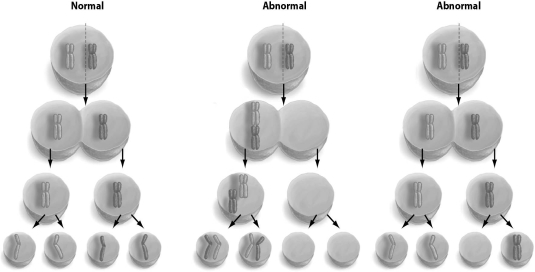 <strong>Refer to the figure below, and then answer the question that follows. Nondisjunction in meiosis gives rise to gametes with abnormal chromosome numbers.Which event is likely to produce a higher percentage of abnormal gametes?</strong> A)failure of homologous chromosomes to separate at meiosis I B)failure of homologous chromosomes to separate at meiosis II C)failure of sister chromatids to separate at meiosis I D)failure of sister chromatids to separate at meiosis II E)failure of sister chromatids to separate at mitosis