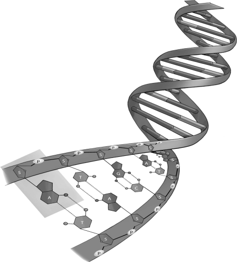 Refer to the figure below, and then answer the question that follows. A G-C base pair holds the double helix together more strongly than an A-T base pair.Can you suggest a reason why?
