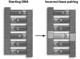 <strong>Refer to the figure below, and then answer the question that follows. A mistake is made during DNA replication,so there is incorrect base pairing in the DNA.Depending on how the replication repair mechanism fixes this problem,a point mutation may or may not result.What might the replication repair mechanism do,and would it result in a point mutation?</strong> A)The repair mechanism might replace the T with a C, which would result in a point mutation. B)The repair mechanism might replace the G with an A, which would result in a point mutation. C)The repair mechanism might replace the G with a C, which would result in a point mutation. D)The repair mechanism might replace the T with a G, which would not result in a point mutation.