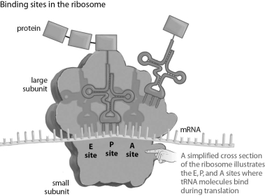 Refer to the figure below, and then answer the question that follows. During translation,a tRNA with its bound amino acids is in the P site.What processes happen once a new tRNA is in the A site?
