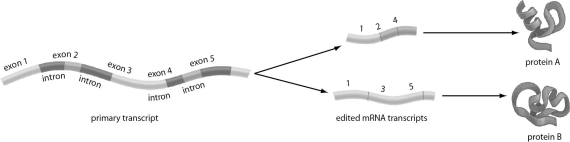 Refer to the figure below, and then answer the question that follows. Primary transcripts are spliced by enzymes that recognize base sequences at the beginnings and ends of introns.A mutation changes the base sequence in a segment of DNA.If a mutation changed the base sequence at the beginning of the first intron so that it was no longer recognized by a splicing enzyme,how would that affect translation?
