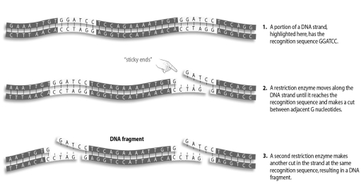 <strong>Refer to the figure below, and then answer the question that follows.   More than one restriction enzyme can be used to cut a piece of DNA at a time.If you used the restriction enzyme BamHI,which recognizes the sequence GGATCC (shown in the figure),as well as another enzyme that recognizes the sequence AATT,how many DNA fragments would be produced from the DNA strand shown?</strong> A)two B)three C)four D)five <div style=padding-top: 35px> 