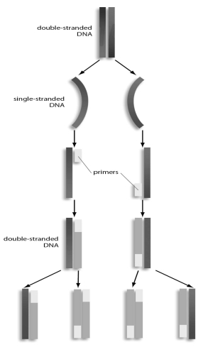 <strong>Refer to the figure below, and then answer the question that follows.   In PCR,what is the function of the primers?</strong> A)They separate DNA strands. B)They are the starting point for DNA polymerase to work on synthesizing complementary DNA strands. C)They tell DNA polymerase where to stop copying the template. D)They are the source of nucleotides that DNA polymerase uses to copy the template. <div style=padding-top: 35px> 