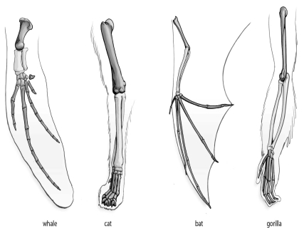 <strong>Refer to the figure below, and then answer the question that follows. The forelimb of the common ancestor of whales,cats,bats,and gorillas would have had how many digits?</strong> A)one B)three C)five D)The number of digits cannot be determined from the information given.