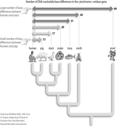 Refer to the figure below, and then answer the question that follows. There are fewer differences in the base sequence of the cytochrome c oxidase gene between humans and chimpanzees than there are between humans and pigs.What evolutionary relationship can you hypothesize from this?