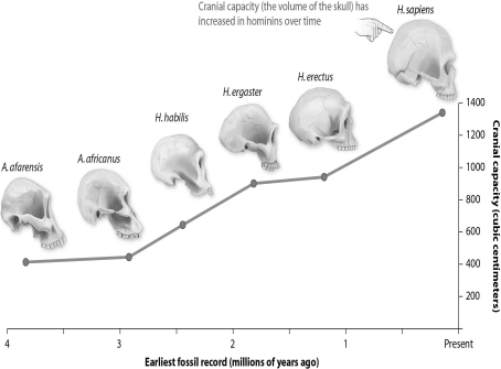 <strong>Refer to the figure below, and then answer the question that follows. The changes in cranial capacity over the course of human evolution are an example of:</strong> A)disruptive selection. B)stabilizing selection. C)directional selection. D)sexual selection.