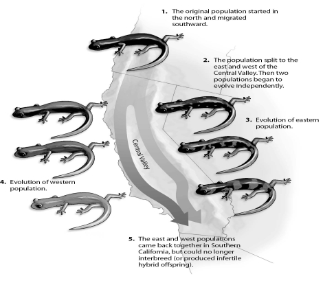 <strong>Refer to the figure below, and then answer the question that follows. Migration of the salamander Ensatina eschscholtzii separated an original population as they moved either west or east of the Central Valley of California.Eastern and western species then evolved.The Central Valley is an example of a/an:</strong> A)temporal isolating mechanism. B)mechanical isolating mechanism. C)extrinsic isolating mechanism. D)intrinsic isolating mechanism.