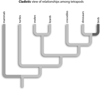 <strong>Refer to the figure below, and then answer the question that follows. Which of the following pairs are most closely related?</strong> A)crocodiles and dinosaurs B)turtles and snakes C)mammals and birds D)dinosaurs and birds