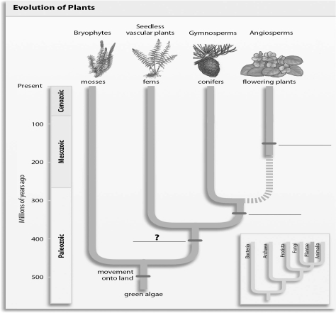 <strong>Refer to the figure below, and then answer the question that follows. The missing label indicated with a question mark in the figure should be:</strong> A)chloroplasts. B)seeds. C)flowers. D)vascular tissue.