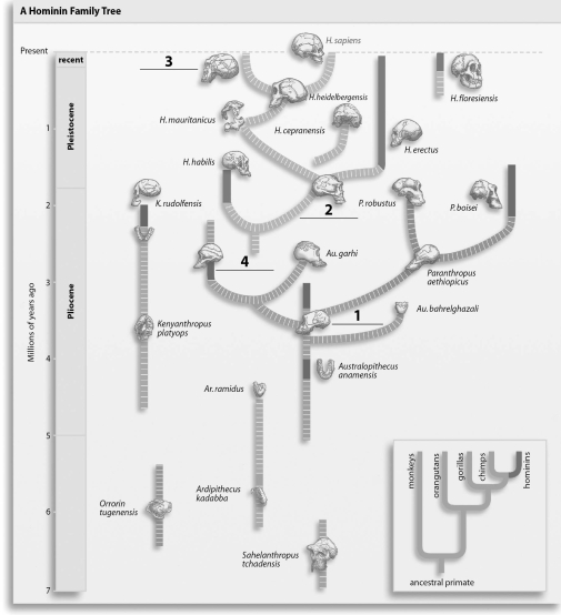 <strong>Refer to the figure below, and then answer the following question(s). The missing label indicated by a 4 in the figure should be:</strong> A)Australopithecus afarensis. B)Australopithecus africanus. C)Homo ergaster. D)Homo neanderthalensis.