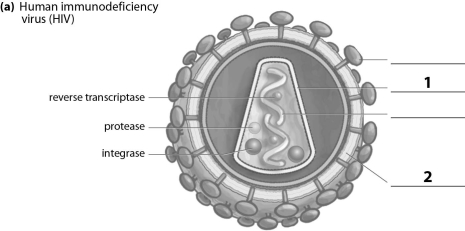 <strong>Refer to the figure below, and then answer the following question(s).   The missing label indicated by a 1 corresponds to the:</strong> A)receptor. B)capsid. C)RNA. D)envelope. <div style=padding-top: 35px> 