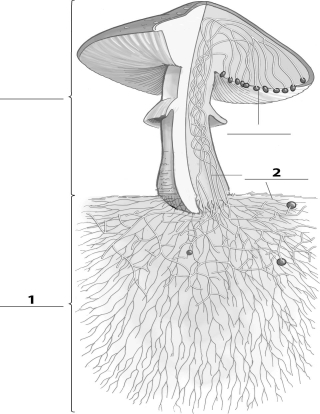 <strong>Refer to the figure below, and then answer the following question(s). The missing label indicated by a 2 corresponds to:</strong> A)a spore. B)the fruiting body. C)hyphae. D)mycelium.