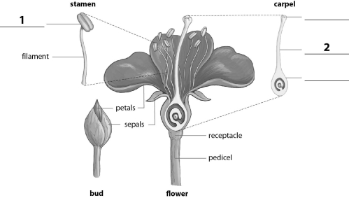 <strong>Refer to the figure below, and then answer the following question(s). The missing label indicated by a 2 corresponds to the:</strong> A)anther. B)stigma. C)style. D)ovary.