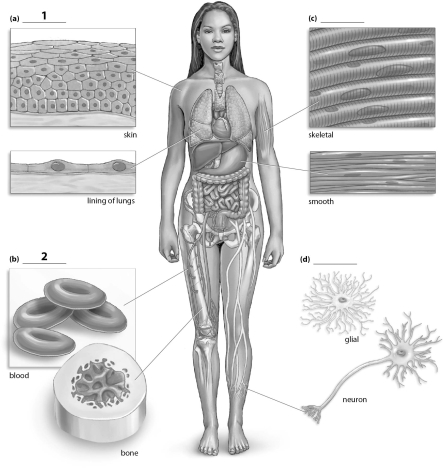 <strong>Refer to the figure below, and then answer the following question(s). The missing label indicated with a 1 corresponds to which tissue type?</strong> A)epithelial B)connective C)muscle D)nervous