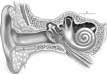 <strong>Refer to the figure below, and then answer the question that follows. The missing label indicated by a 2 corresponds to the:</strong> A)malleus. B)oval window. C)cochlea. D)tympanic membrane.