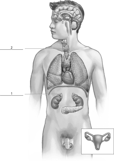<strong>Refer to the figure below, and then answer the following question(s). The endocrine gland indicated by a 2 corresponds to the:</strong> A)pineal. B)thyroid. C)adrenal cortex. D)thymus. E)pancreas.