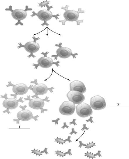 Refer to the figure below, and then answer the following question(s). -The figure above shows antibody-mediated immunity.The cells indicated by a 2 are: