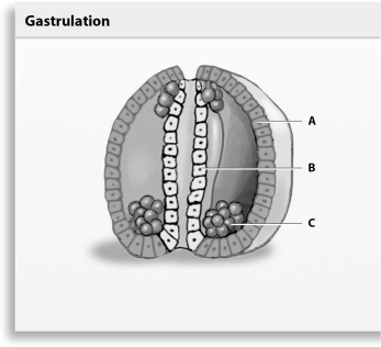 Refer to the figure below, and then answer the question that follows. Which label,A,B,or C,points to a structure formed from the archenteron during gastrulation?