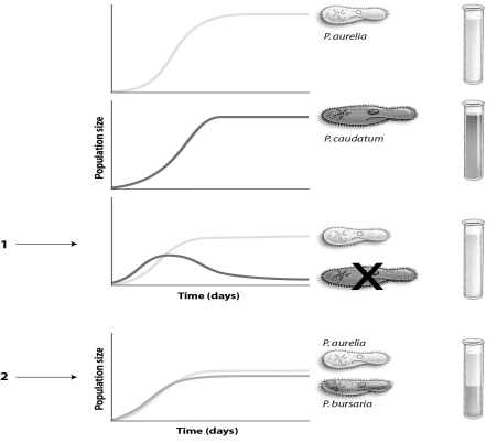 Refer to the figure below, and then answer the following question(s). -The graph indicated by a 1 demonstrates which principle of community ecology?