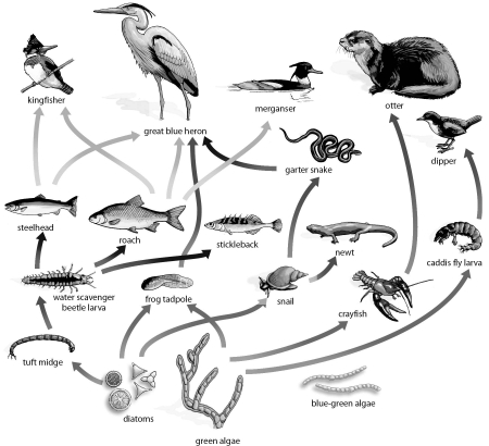 <strong>Refer to the figure below, and then answer the question that follows. In this diagram,the blue heron is playing which role in the ecosystem when it eats the garter snake?</strong> A)primary consumer and second trophic level B)secondary consumer and third trophic level C)tertiary consumer and third trophic level D)tertiary consumer and fourth trophic level