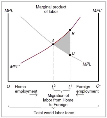 <strong> Refer to the graph above. Points A, B, and C represent ________, ________, and ________, respectively.</strong> A) the global wage rate before migration; the wage rate in foreign after migration; the wage rate in home after migration B) the global wage rate before migration; the wage rate in home after migration; the wage rate in foreign after migration C) equilibrium wage rate after migration from foreign to home has occurred; the wage rate in home before migration; the wage rate in foreign before migration D) equilibrium wage rate after migration from home to foreign has occurred; the wage rate in foreign before migration; the wage rate in home before migration E) the wage rate in home before migration; the wage rate in home after migration; the wage rate in foreign after migration