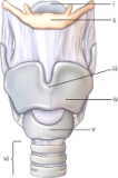 <strong>Part iv refers to the: </strong> A)laryngeal prominence. B)carina. C)thyroid cartilage. D)cricoid cartilage.